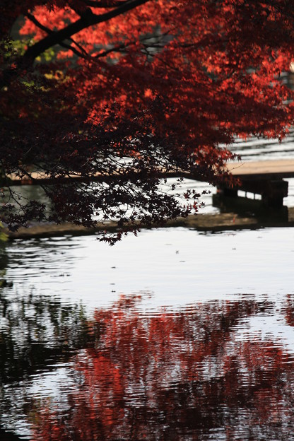 写真: 岡山後楽園　紅葉
