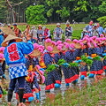 写真: 田植え祭