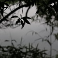 写真: 木の葉