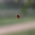写真: 蜘蛛