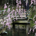 写真: 御庭の桜