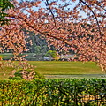 御庭の桜