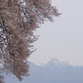 IMGP8922 八ヶ岳と桜