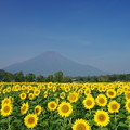 IMGP9609 富士山と向日葵