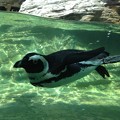 写真: ペンギン