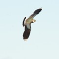 写真: タゲリの飛翔