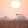夕陽の葦原を飛ぶハイイロチュウヒ（♀）