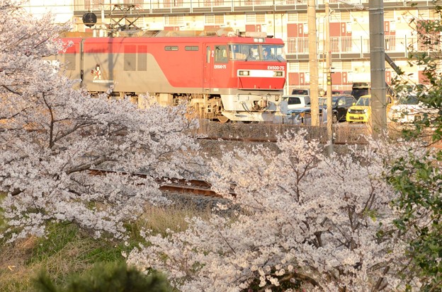 写真: 桜花と金太郎　EH500-75牽引高速貨物4088レ
