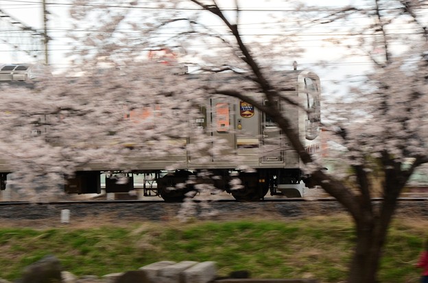 写真: 桜を眺め行く　日光線205系600番台