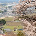 鹿沼富士山公園の桜　きぬ119号