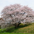 写真: 杣之内の桜