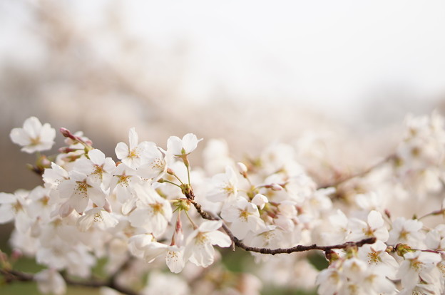 武蔵野公園の桜
