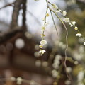写真: 鳩森神社の梅