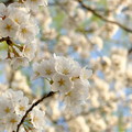 写真: 石神井公園の桜