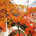 写真: 131111_御岳渓谷の紅葉(SL)