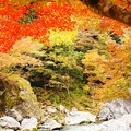 写真: 131111_御岳渓谷の紅葉(SL) (124)