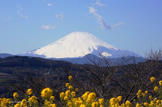 写真: rs-140311_菜の花と富士山(SL) (3)