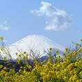 rs-140311_菜の花と富士山 (8)