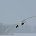 写真: 大沼公園　白鳥