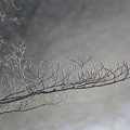写真: 大沼公園　樹氷