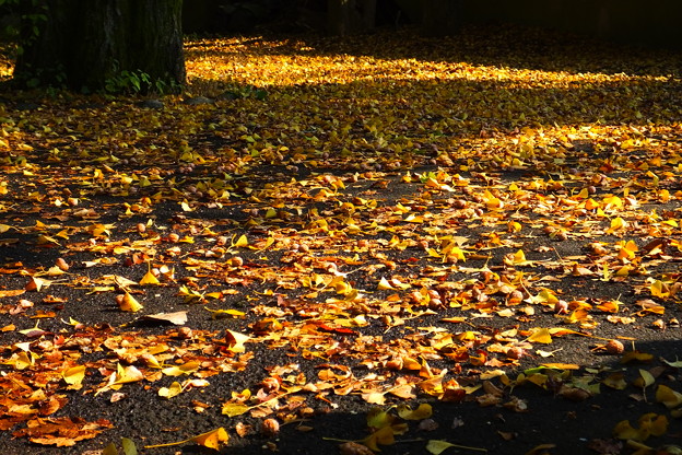 写真: fallen leaves