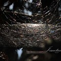 magical web(魔法のかかったクモの巣）
