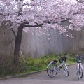 写真: 桜の下の三人