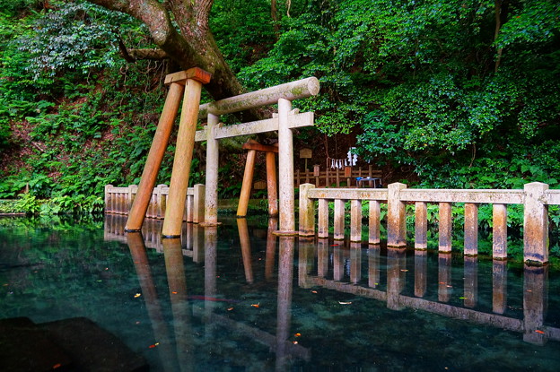 写真: 鹿島神宮　御手洗池