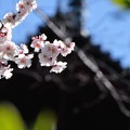 写真: 残寒余寒の桜