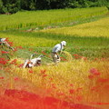 写真: 曼珠沙華と稲刈り♪