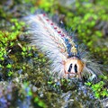 写真: 早川町 マイマイガの幼虫