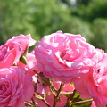 写真: 【初夏】ピンク色のバラ｜横浜 [2013]