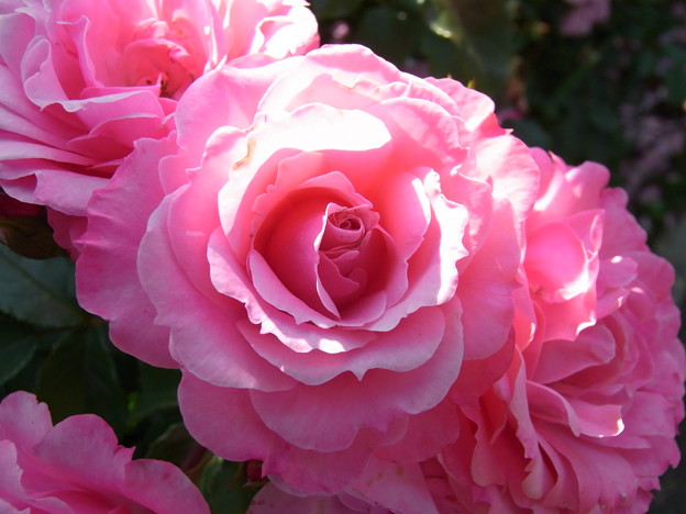 【初夏】ピンク色のバラ｜横浜 [2013]