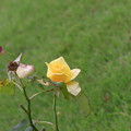 【秋・お彼岸】黄色いバラと枯れた枝 [2013]
