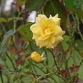 【秋・お彼岸】黄色いバラと蕾 [2013]