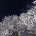 写真: 蒼天におどる樹氷