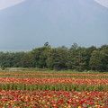 写真: 130809-2百日草と富士山