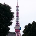 写真: 今朝の東京タワー(鳥は偶然です)