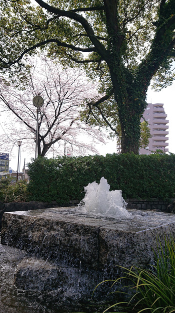 写真: 噴水と桜