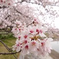 写真: 桜色の見通し