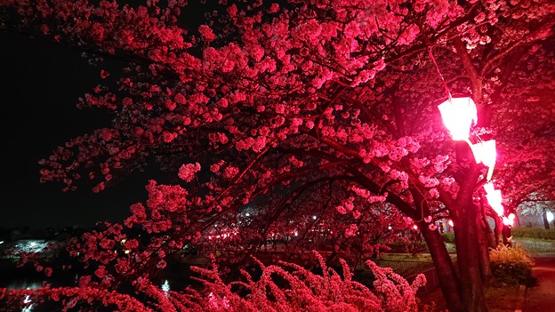 夜桜？？