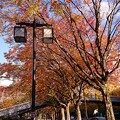 写真: 秋のさんぽ道