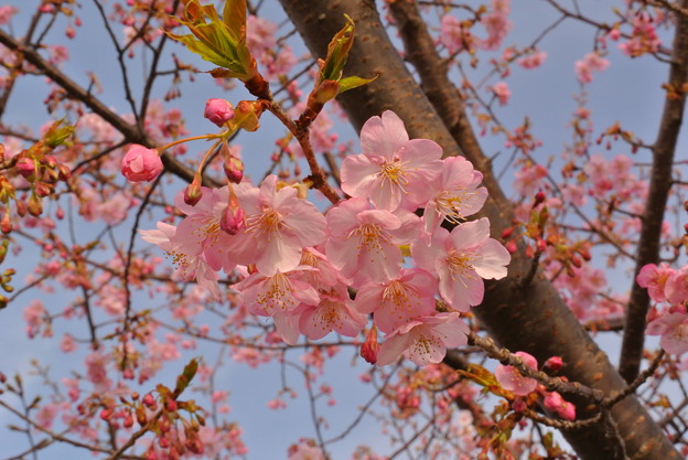 写真: 桜（2013）