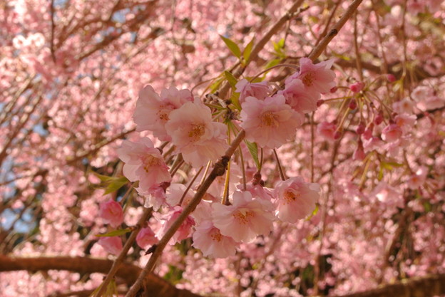 写真: 桜降る？