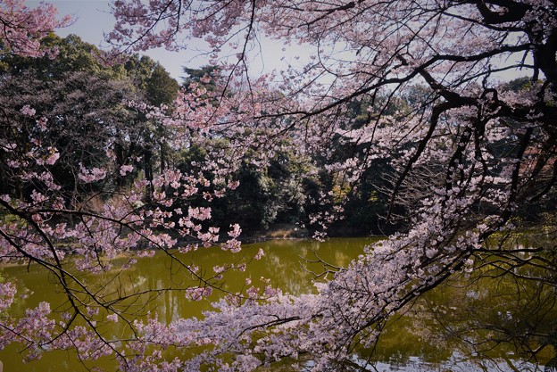 写真: 裏見の桜