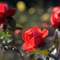 写真: 12月の薔薇