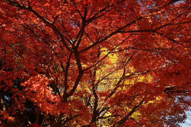 写真: 秋色コラボ