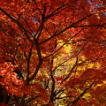 写真: 秋色コラボ