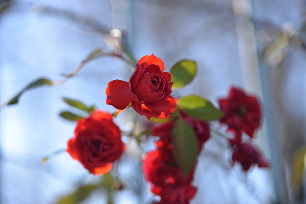 写真: 名残りの薔薇