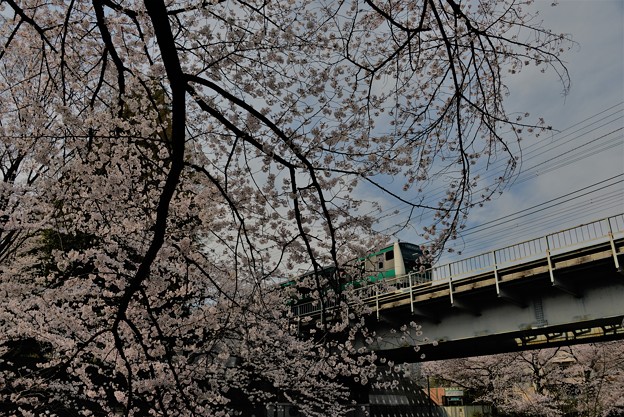 写真: 桜と・・・